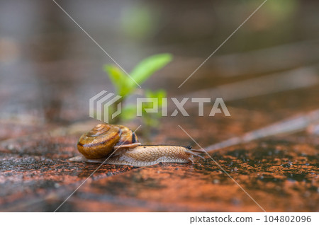 A snail crawling on a rain-soaked road (Namimaimai) 104802096