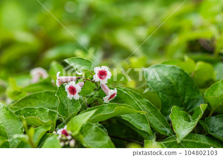 Hexokazura Hexokazura 104802103