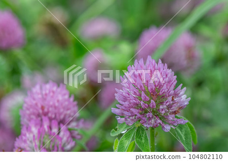 Murasakusumixa (red clover) Murasakusumixa (red clover) 104802110