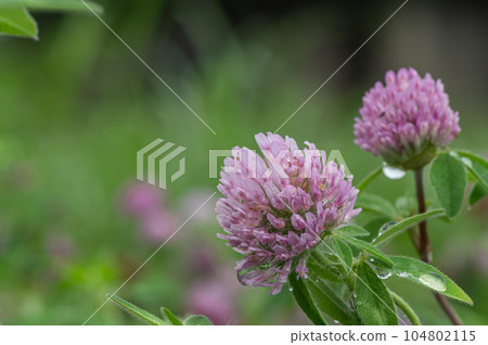 Murasakusumixa (red clover) Murasakusumixa (red clover) 104802115
