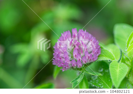 Murasakusumixa (red clover) Murasakusumixa (red clover) 104802121
