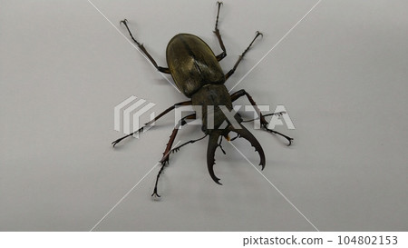 Miyamagiwagata (male) Miyamagiwagata (male) 104802153