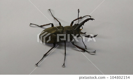 Miyamagiwagata（男） 104802154