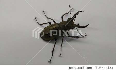 Miyamagiwagata(男) Miyamagiwagata(男) 104802155