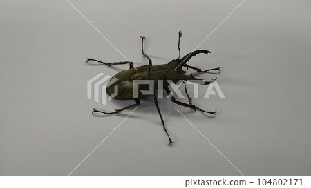 Miyamagiwagata (male) 104802171