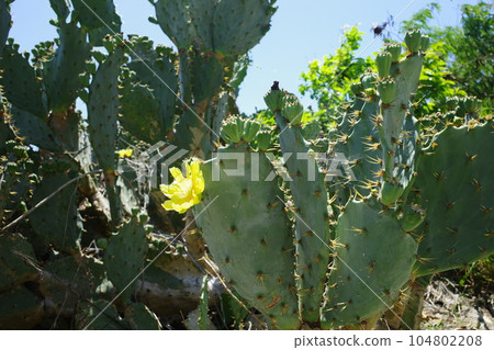 Cactus yellow flowers blooming in Qijin, Kaohsiung, Taiwan 104802208