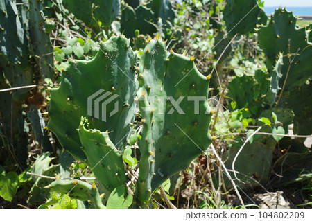 Cactus growing in Qijin, Kaohsiung, Taiwan Cactus growing in Qijin, Kaohsiung, Taiwan 104802209