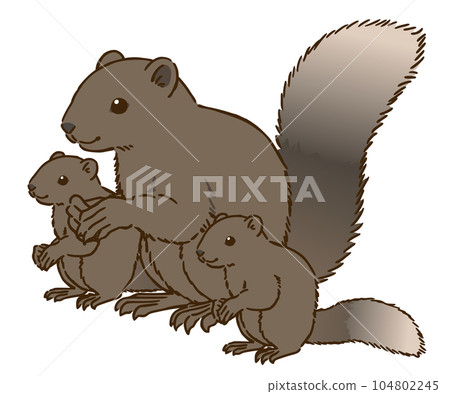 Parent and child of Taiwan squirrel 104802245
