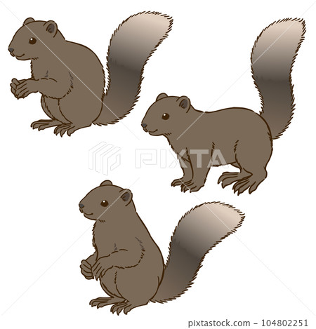 Taiwan squirrel in various postures 104802251