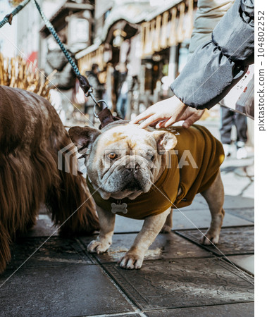 法國鬥牛犬 104802252