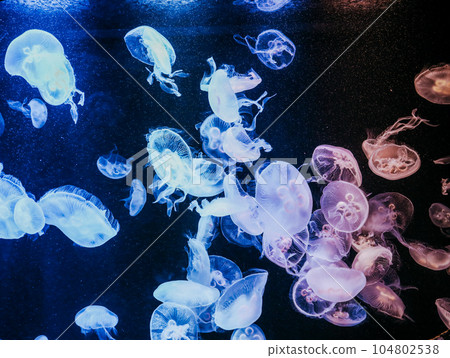 漂浮在水族館的水母 漂浮在水族館的水母 104802538