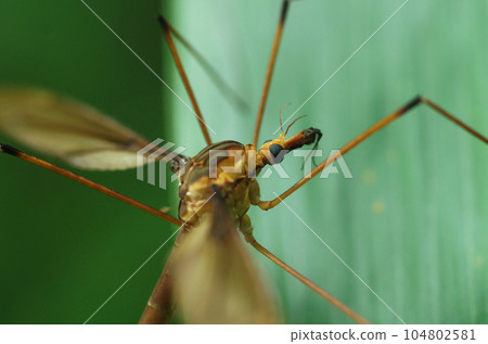 天皇秋葵(特寫) 天皇秋葵(特寫) 104802581