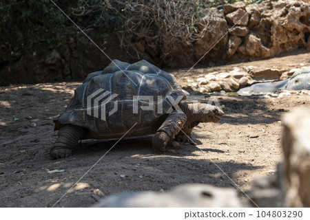 This is the largest tortoise in the world and one of the most protected fauna and health protection systems. Giant tortoise with aldabra carapace. This is the largest tortoise in the world and one of the most protected fauna and health protection systems. Giant tortoise with aldabra carapace. 104803290