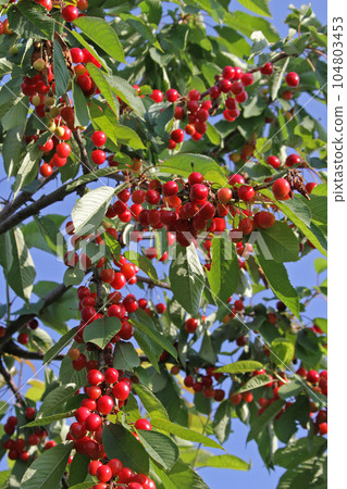 Cherry cherry cherry orchard in Hokkaido 104803453