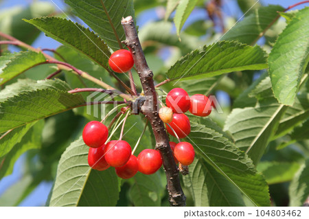 Cherry cherry cherry orchard in Hokkaido 104803462