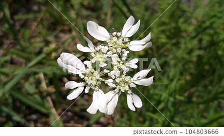 奧拉亞花 奧拉亞花 104803666