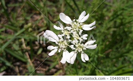 奧拉亞花 奧拉亞花 104803671