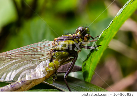 Larval dragonfly grey shell. Nymphal exuvia of Gomphus vulgatissimus. White filaments hanging out of 104803922