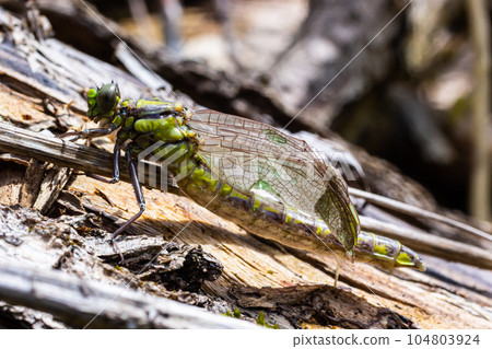 Larval dragonfly grey shell. Nymphal exuvia of Gomphus vulgatissimus. White filaments hanging out of 104803924