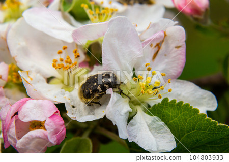 Pests of the orchard. Epicometis hirta eats an apple flower. Spring garden agriculture 104803933