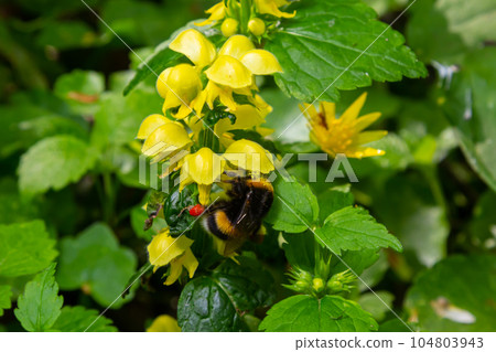 Bombus terrestris pollinating Yellow archangel Lamium galeobdolon in the forest summer sunny day 104803943