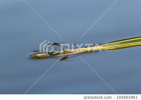 Insect Gerris lacustris, known as common pond skater or common water strider is a species of water Insect Gerris lacustris, known as common pond skater or common water strider is a species of water 104803961