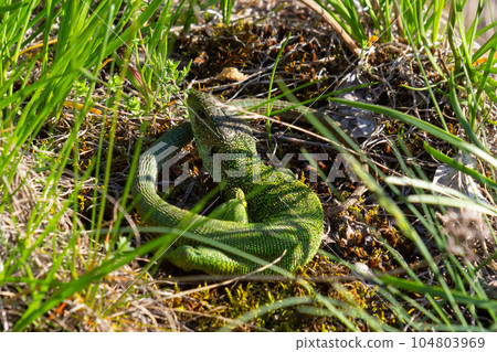 European green lizard Lacerta viridis emerging from the grass exposing its beautiful colors European green lizard Lacerta viridis emerging from the grass exposing its beautiful colors 104803969