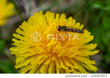 Macro of a long hoverfly Sphaerophoria scripta of the Syrphidae family on a yellow flower Macro of a long hoverfly Sphaerophoria scripta of the Syrphidae family on a yellow flower 104803971