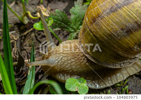 Helix pomatia also Roman snail, Burgundy snail, edible snail or escargot, is a species of large Helix pomatia also Roman snail, Burgundy snail, edible snail or escargot, is a species of large 104803975