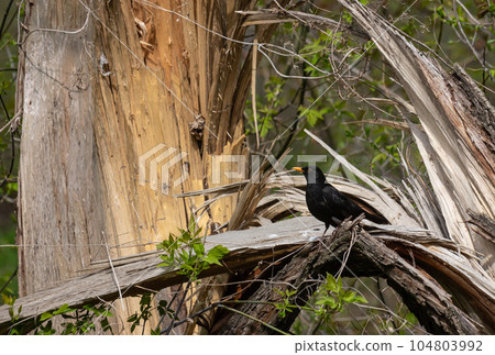 The common blackbird Turdus merula is a relatively large and long-tailed bird, widespread and common 104803992