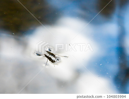 Insect Gerris lacustris, known as common pond skater or common water strider is a species of water Insect Gerris lacustris, known as common pond skater or common water strider is a species of water 104803994