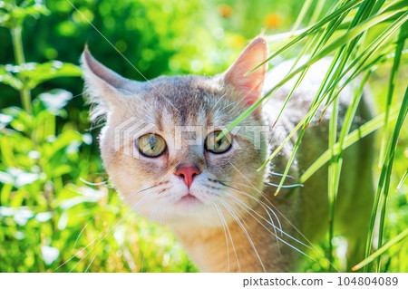 Curious cat walking among the grass on a sunny day. Close-up portrait of the muzzle. British golden chinchilla Curious cat walking among the grass on a sunny day. Close-up portrait of the muzzle. British golden chinchilla 104804089