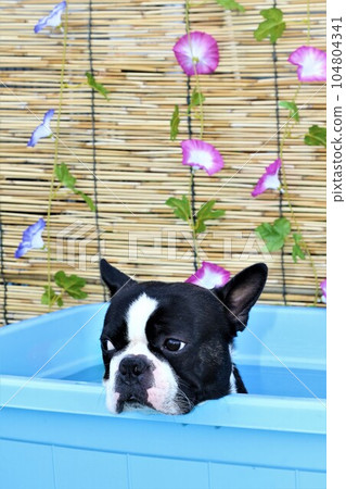 Mighty, a Boston terrier, cools down in the pool with the morning glory hanging on the bamboo blinds in the background♡ 104804341