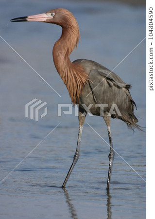 站立在淺水中的紅黑鷺 Egretta rufescens 104804590