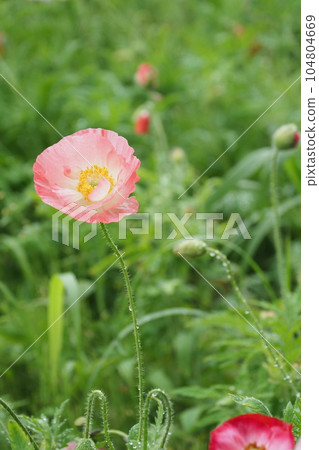 Pink Gubijinso flower Pink Gubijinso flower 104804669