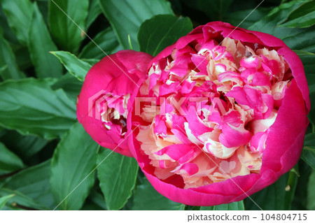 Peony Peony 104804715