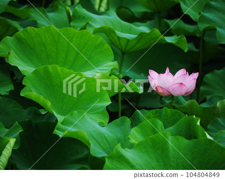 蓮花盛開 蓮花盛開 104804849