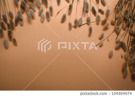 Dried fluffy bunny tails grass, Lagurus Ovatus flowers on beige background with space for text or product Dried fluffy bunny tails grass, Lagurus Ovatus flowers on beige background with space for text or product 104804974