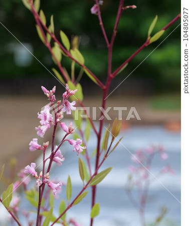 rafuma flower 104805077