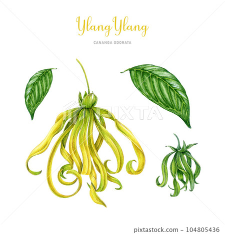 Ylang ylang flower, leaf, bud illustration set. Cananga odorata tropical aroma scented blossom. Watercolor hand painted ylang ylang botanical flower fresh fragrance elements. White background Ylang ylang flower, leaf, bud illustration set. Cananga odorata tropical aroma scented blossom. Watercolor hand painted ylang ylang botanical flower fresh fragrance elements. White background 104805436