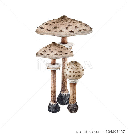 Parasol mushroom group. Watercolor illustration. Hand drawn macrolepiota procera fungus on white background. Vintage style lepiota forest edible mushroom. Parasol fungus on white background Parasol mushroom group. Watercolor illustration. Hand drawn macrolepiota procera fungus on white background. Vintage style lepiota forest edible mushroom. Parasol fungus on white background 104805437