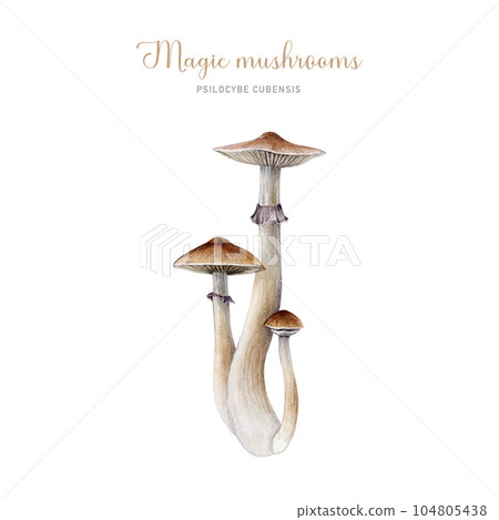 Psilocybe cubensis mushroom group. Watercolor illustration. Hand painted magic mushroom bunch isolated on white background Psilocybe cubensis mushroom group. Watercolor illustration. Hand painted magic mushroom bunch isolated on white background 104805438