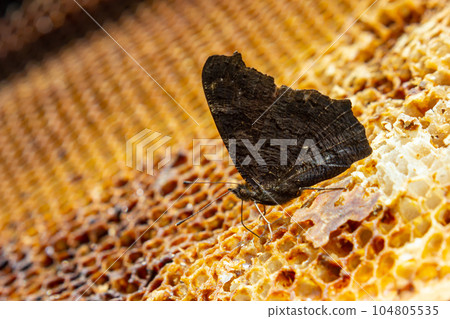 Butterfly urticaria on bee honeycombs. Close up. beekeeping, the butterfly feeds on honey from beehives 104805535