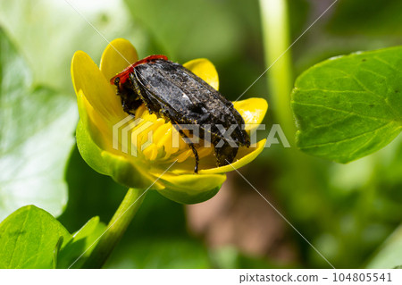 a carrion beetle - Oiceoptoma thoracica sits on a yellow flower in early spring in the forest a carrion beetle - Oiceoptoma thoracica sits on a yellow flower in early spring in the forest 104805541