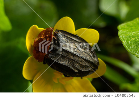 a carrion beetle - Oiceoptoma thoracica sits on a yellow flower in early spring in the forest 104805543