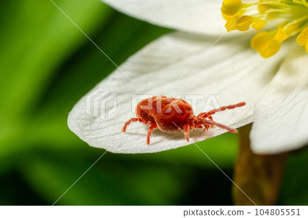 Close up macro Red velvet mite or Trombidiidae in natural environment on a white anemone flower 104805551