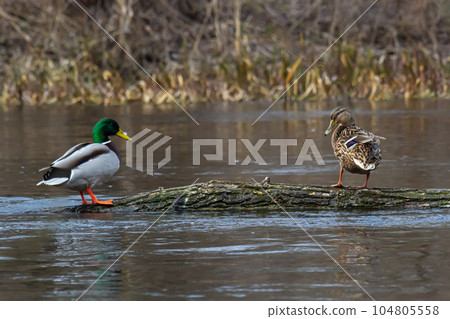 A pair of Mallard ducks resting motionless on a tree trunk. Sitting in the same position. Side view, closeup. Genus species Anas platyrhynchos A pair of Mallard ducks resting motionless on a tree trunk. Sitting in the same position. Side view, closeup. Genus species Anas platyrhynchos 104805558