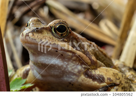 Natural closeup on a common European brown frog, Rana temporaria 104805562