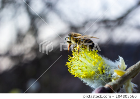 bee collects pollen on a yellow spring flower. willow branch with yellow spring flowers. delicate willow flowers in spring. Active work of bees to collect pollen. lot of pollen and nectar. close-up bee collects pollen on a yellow spring flower. willow branch with yellow spring flowers. delicate willow flowers in spring. Active work of bees to collect pollen. lot of pollen and nectar. close-up 104805566