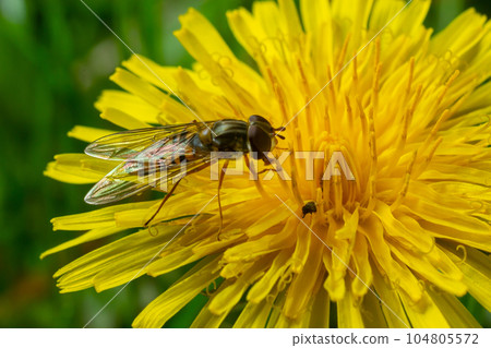 Marmalade hoverfly, Episyrphus balteatus, posed on a yellow flower Marmalade hoverfly, Episyrphus balteatus, posed on a yellow flower 104805572